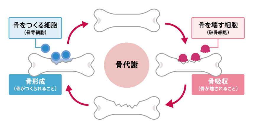 タンパク同化剤