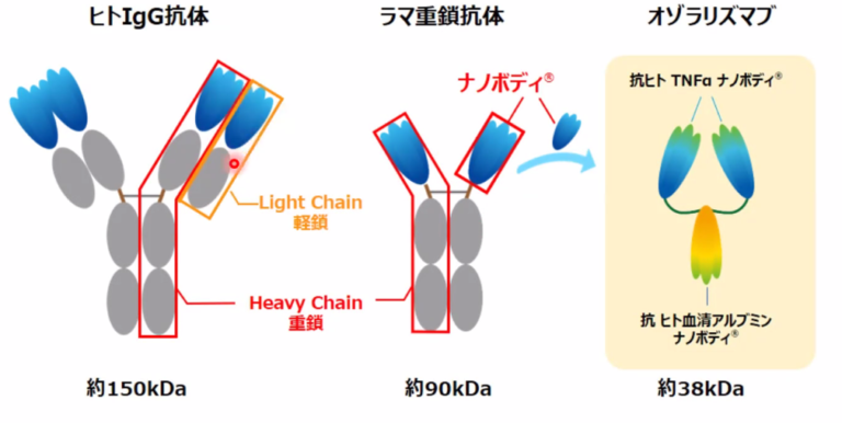 【関節リウマチ】【新規】抗TNFα阻害薬「ナノゾラ」の作用機序と特徴