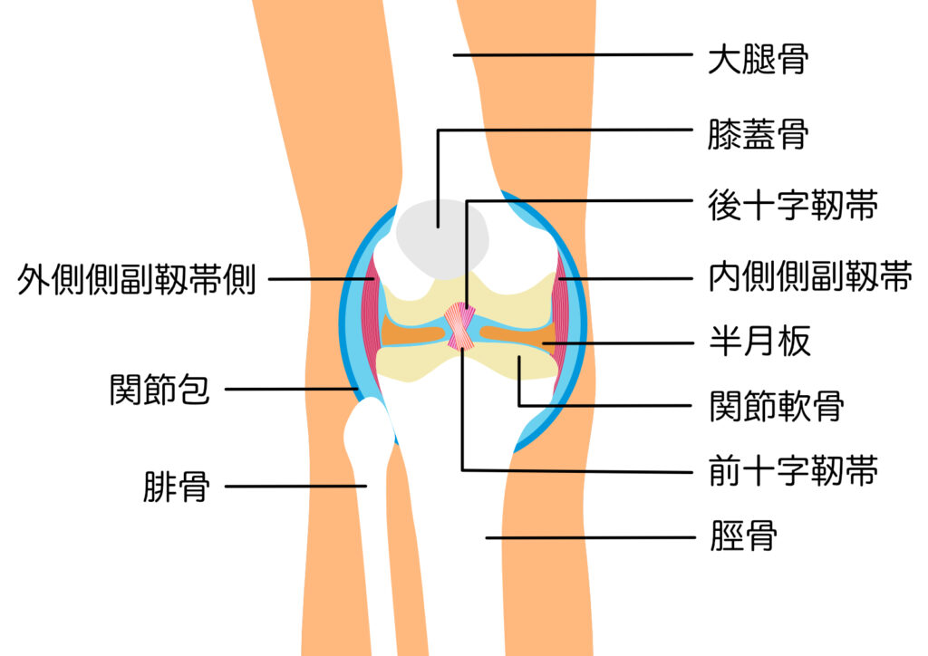 変形性膝関節症】膝の痛み、O脚。変形性膝関節症の症状と運動療法 